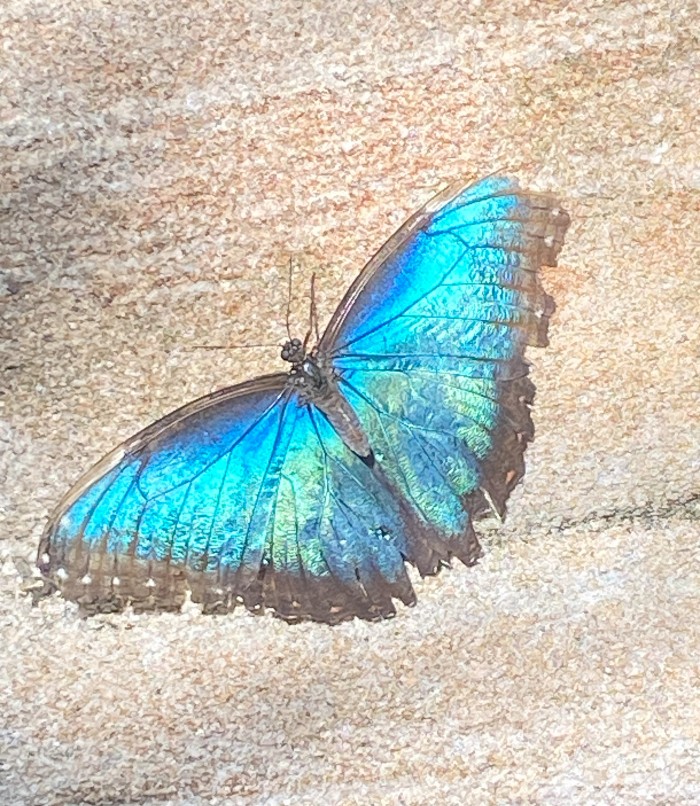 Butterfly Conservatory