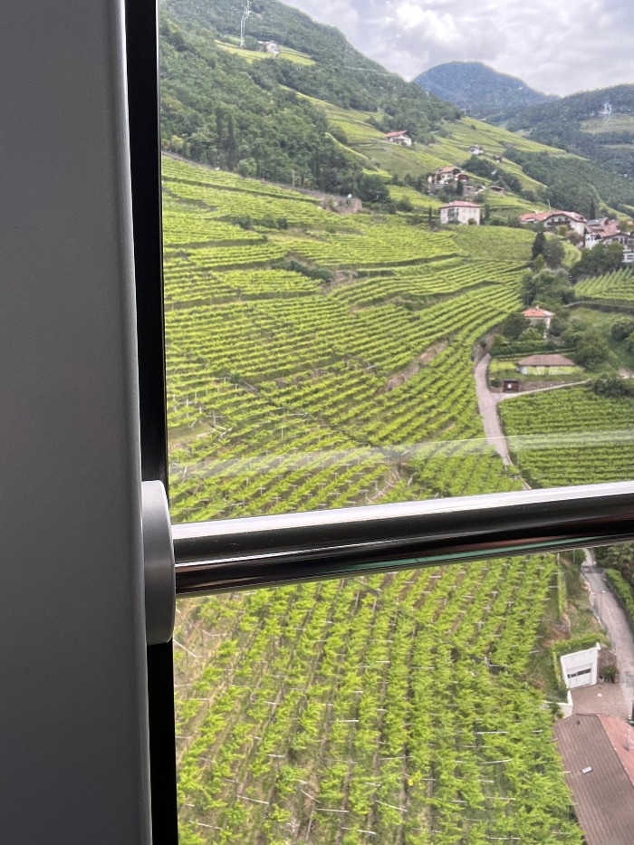 View out the gondola lift window at the grapevines