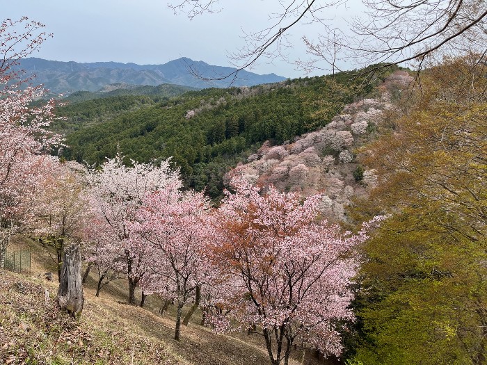 Yoshinoyama - Hiking the Plush Sakura Hillsides in Nara