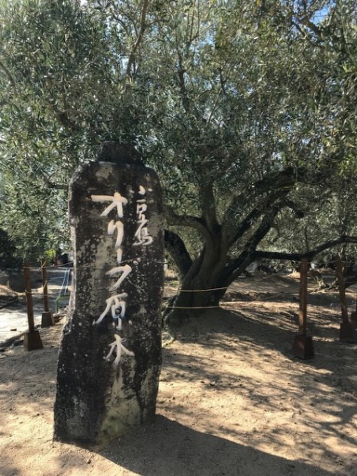 Oldest Olive Tree at Olive Park
