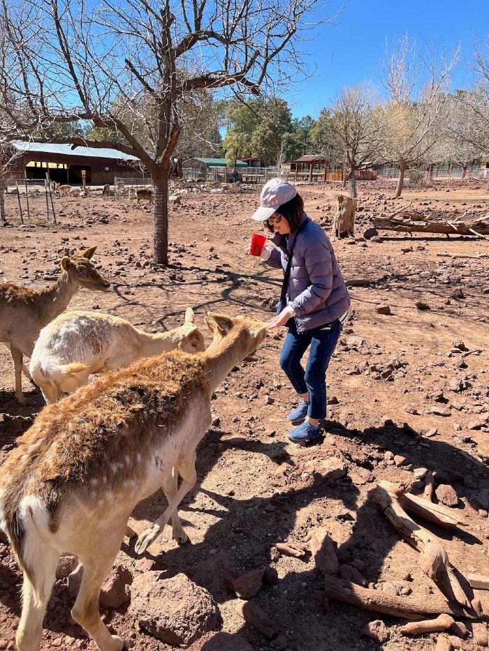 Grand Canyon Deer Park - The deer are hungry!