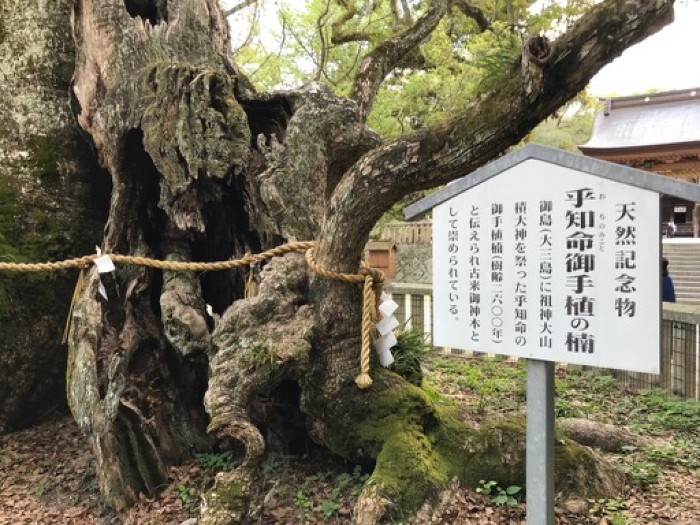 2500 year old tree